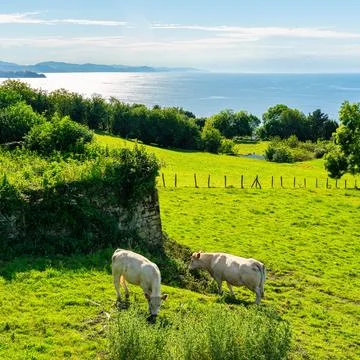 Cows grazing on the seashore while the sun reflects on the water, coast of the Stock-Fotos