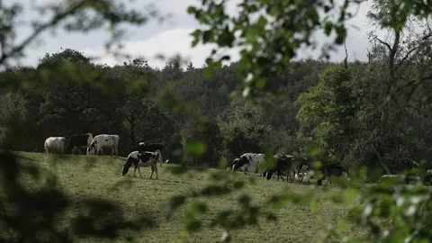Cows grazing, seen through foreground leaves (wider shot) Stock Footage 281601462