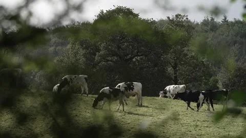 Cows grazing, seen through foreground leaves Stock Footage 281602221
