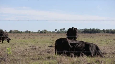 Cows Grazing Sequence in South Florida (Sequence) Stock Footage 74597292