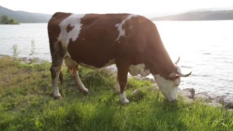 Cows Grazing by a Serene Lakeside Stock Footage 310669229