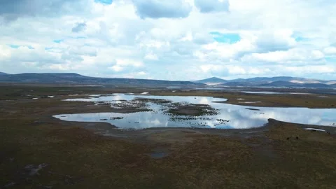 Cows Grazing in Shallow Wetland with Floating Grass Islands 스톡 동영상 331505280