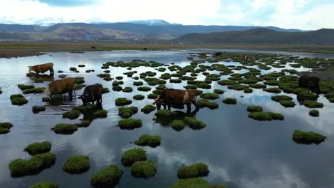 Cows Grazing in Shallow Wetland with Floating Grass Islands 库存影片 331506232