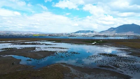 Cows Grazing in Shallow Wetland with Floating Grass Islands 库存影片 331506437