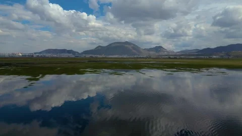 Cows Grazing in Shallow Wetland with Floating Grass Islands Video stock 331521895