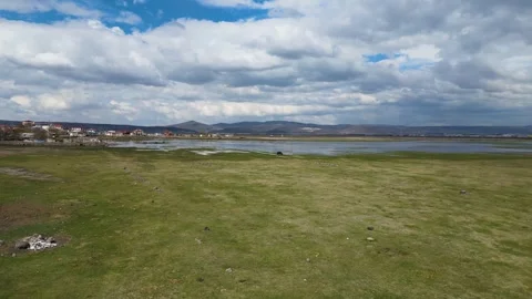 Cows Grazing in Shallow Wetland with Floating Grass Islands Video stock 331559618
