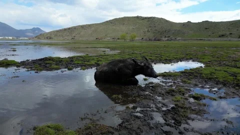 Cows Grazing in Shallow Wetland with Floating Grass Islands Video stock 331563997