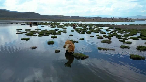 Cows Grazing in Shallow Wetland with Floating Grass Islands Video stock 331566447