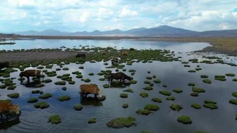 Cows Grazing in Shallow Wetland with Floating Grass Islands Video stock 331566484