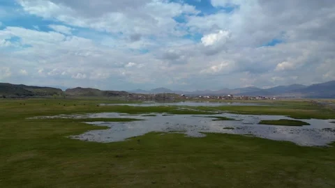 Cows Grazing in Shallow Wetland with Floating Grass Islands Video stock 331574232