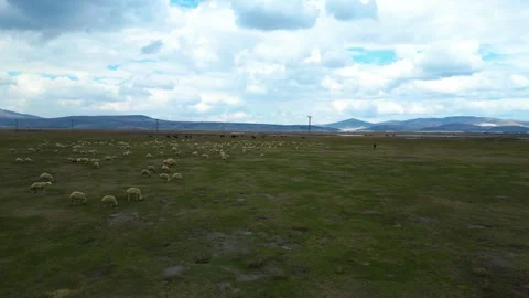 Cows Grazing in Shallow Wetland with Floating Grass Islands Video stock 331772753