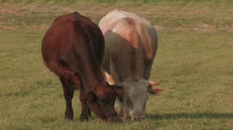 Cows grazing sheep walk by Stock Footage 511187
