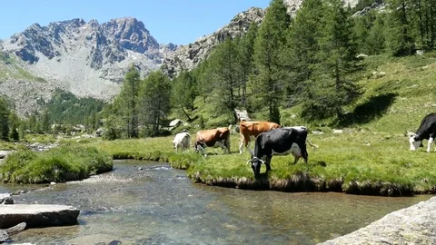 Cows grazing on the shore of a river. Stock Footage 79646653