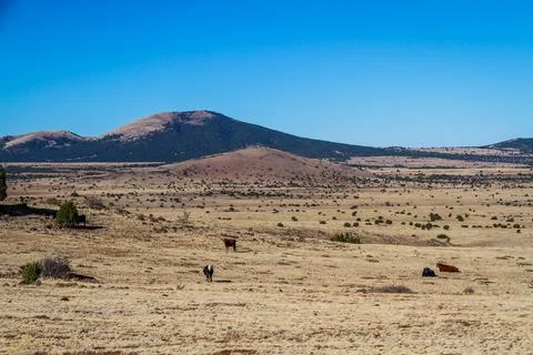 Cows grazing on the side of a hill Stock Photos