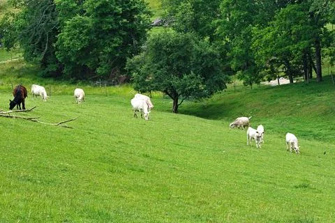Cows Grazing on Side of Hill Foto stock