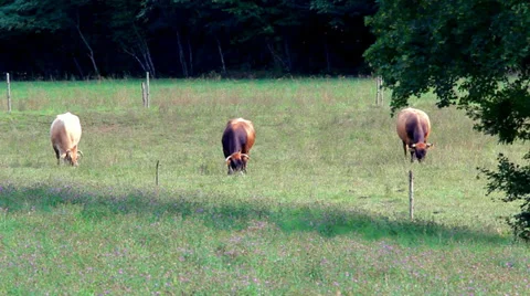 Cows grazing in a slovenian meadow Stock Footage 28803063