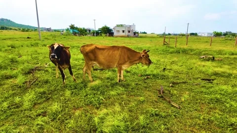 Cows Grazing - Slow Motion Shot Video stock 263733026