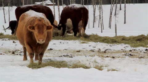 Cows grazing in snow Stock Footage 2321419