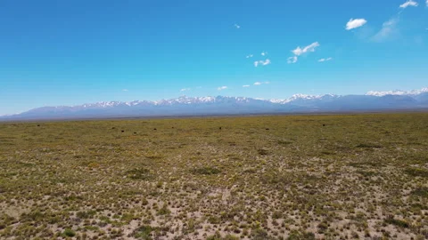 Cows grazing with snow mountains background in Mendoza, Argentina. Aerial view Stock Footage 294271661