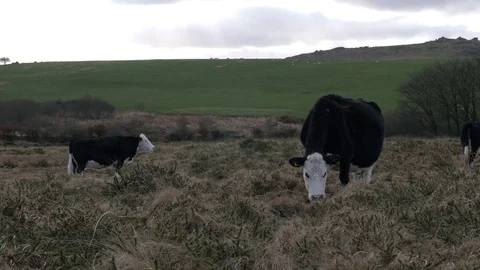 Cows grazing on some grass Stock Footage 72903656