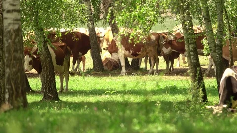 Cows grazing on a spring meadow Stock Footage 113569239