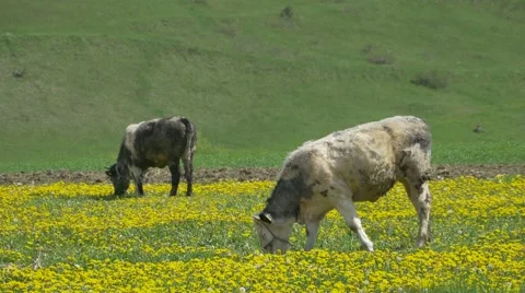 Cows Grazing on Spring Nature Stock Footage 62844652