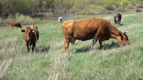 Cows grazing on the spring wilderness meadow near river. 4K stock video footage Stock Footage 103944594