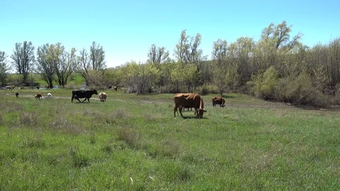 Cows grazing on the spring wilderness meadow. 4K stock video footage Stock Footage 103944823