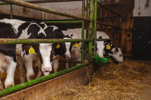 Cows grazing in stable beef production Stock Photos