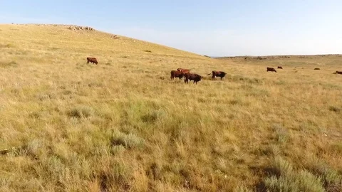 Cows Grazing on the Steppe Meadow Field. Beautiful Wild Nature Landscape Drone Stock Footage