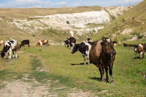 Cows grazing on a summer pasture. Stock Photos
