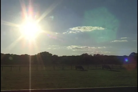 Cows Grazing in Sun Stock Footage 297282