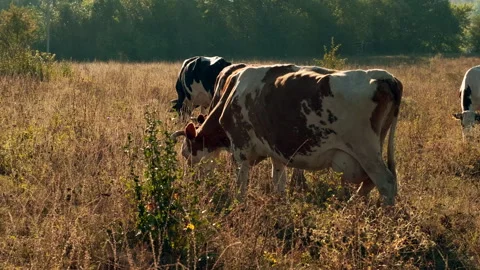 Cows Grazing in a Sunlit Meadow Video stock 295452108