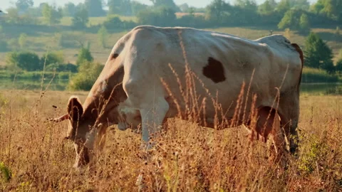 Cows Grazing in a Sunlit Meadow Stock Footage 295452112