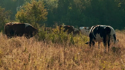 Cows Grazing in a Sunlit Meadow Stock Footage 295452306