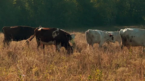 Cows Grazing in a Sunlit Meadow Stock Footage 295452316