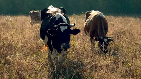 Cows Grazing in a Sunlit Meadow Stock Footage 295452679
