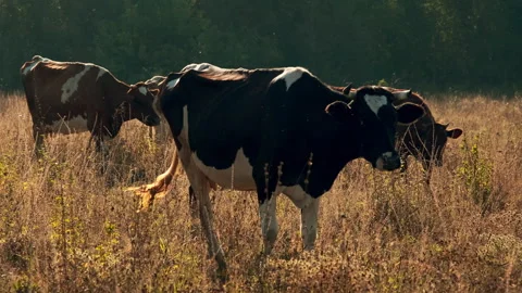 Cows Grazing in a Sunlit Meadow Stock Footage 295453017