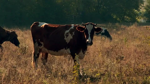 Cows Grazing in a Sunlit Meadow Stock Footage 295453098