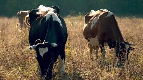 Cows Grazing in a Sunlit Meadow Stock Footage 295453553