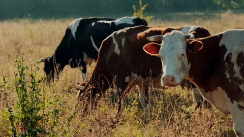 Cows Grazing in a Sunlit Meadow Stock Footage 295453930