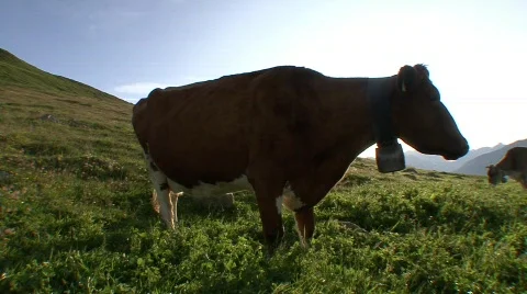Cows Grazing Sunrise 5  Stock-Footage 516554