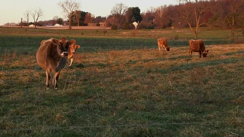 Cows grazing at sunset 库存影片 97763880