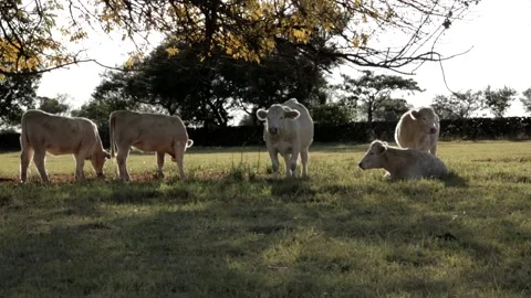 Cows grazing at sunset Video stock 150479420