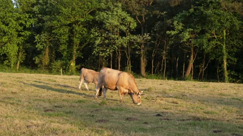 Cows grazing at sunset Vídeo Stock 155406882
