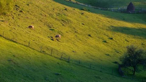 Cows Grazing at Sunset Stock Photos