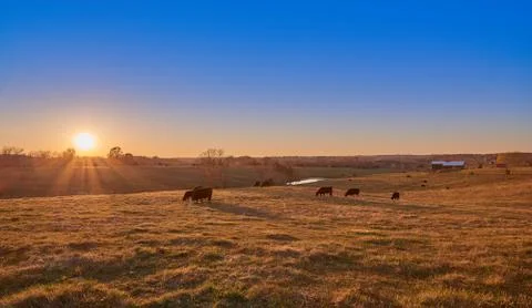 Cows Grazing at Sunset Stock Photos