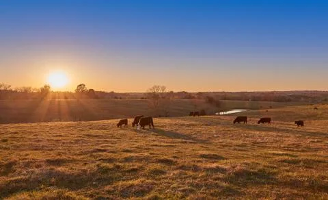 Cows Grazing at Sunset Foto stock