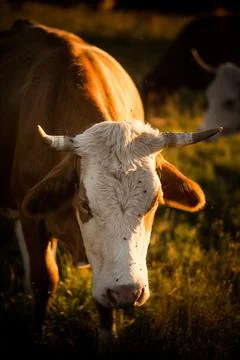 Cows grazing at sunset Stock Photos