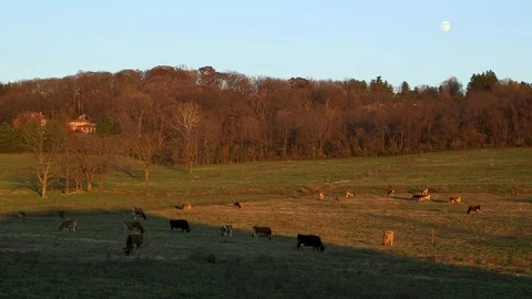 Cows grazing at sunset under the moon 库存影片 97763749